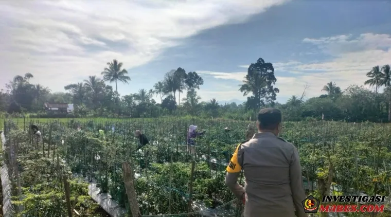 Monitoring Pekarangan Cabai di Bangun Rejo, Polres Pagar Alam Dorong Warga Perkuat Ketahanan Pangan
