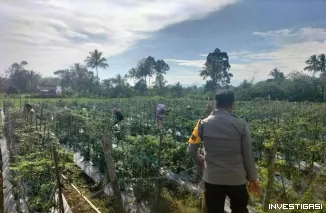 Monitoring Pekarangan Cabai di Bangun Rejo, Polres Pagar Alam Dorong Warga Perkuat Ketahanan Pangan