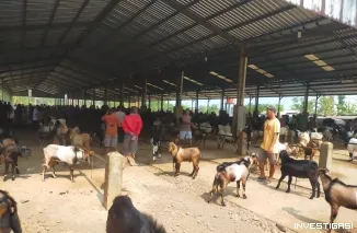 Jeritan Peternak di Pasar Hewan Bangsri Jepara: Pembeli Sepi, Harga Kambing Anjlok